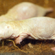 These guys might be as ugly as they are immortal. Photo: AP